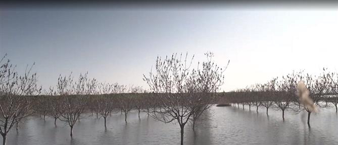 Λίμνη Κάρλα: Αυτοψία του ΑΝΤ1 στα πλημμυρισμένα χωράφια (βίντεο)